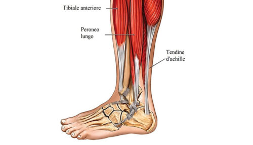 anatomia-gamba-muscoli-tendini